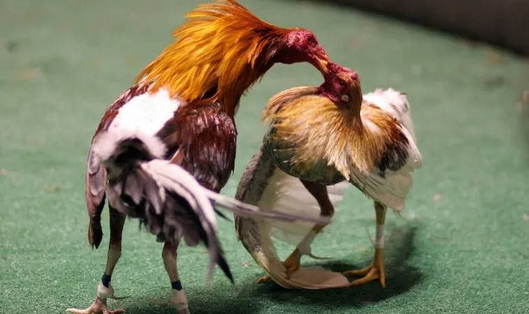 Đá Gà Sabong U888